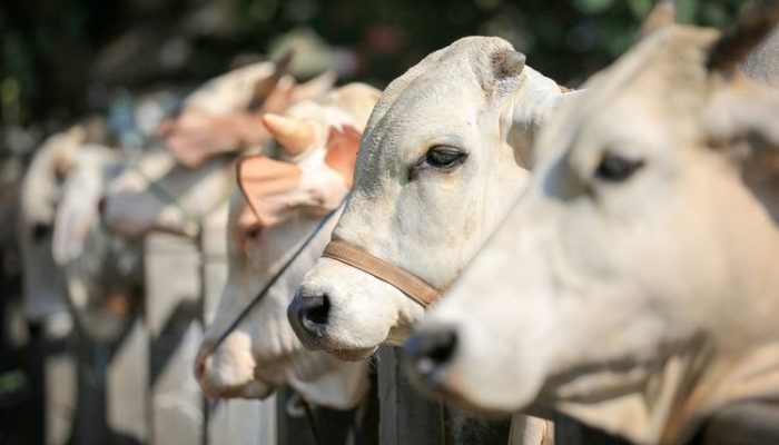 Kemenag Terbitkan Panduan Pelaksanaan Kurban 1443 Hijriah