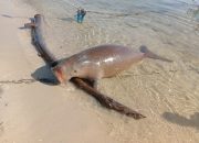 Lagi, Dugong Terdampar Kali Ini di Toli-toli