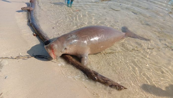 Lagi, Dugong Terdampar Kali Ini di Toli-toli