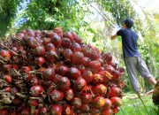 Indonesia Berpotensi Jadi Raja Industri Hilir Sawit