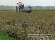 Manfaatkan Proyek IPDMIP, Penangkaran Benih di Mesuji Panen