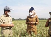 SDM Penyuluh Makin Berkualitas, Produktivitas Petani Terdongkrak