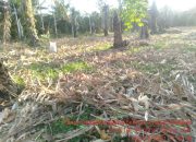 Pasok 40% Kebutuhan di Sumbar, Pasaman Barat Panen Jagung