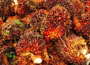 Industri Sawit Masih Jadi Andalan Kinerja Neraca Perdagangan Nasional