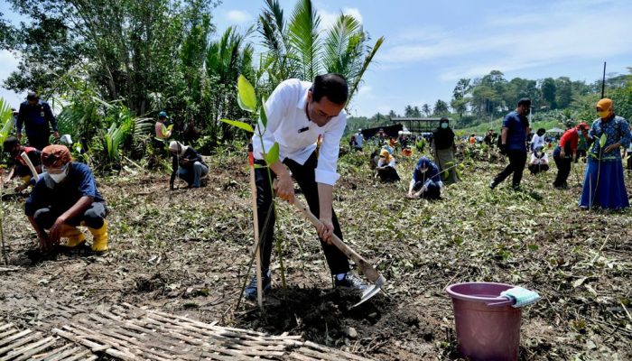 Presiden Jokowi Tanam Mangrove Bersama Masyarakat di Cilacap