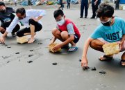 Cegah Kepunahan, Presiden Jokowi Lepas 1.500 Tukik