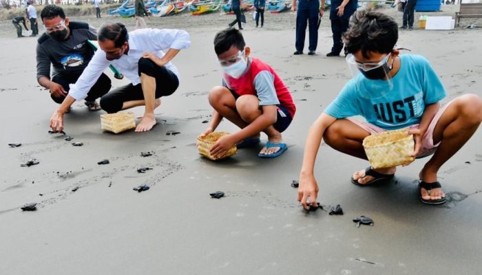 Cegah Kepunahan, Presiden Jokowi Lepas 1.500 Tukik