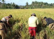 Kementan Dorong Transformasi Sistem Pertanian, Panen di Sulteng Meningkat Dua Kali Lipat