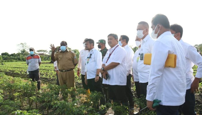 Kementan Siapkan Ribuan Benih Pisang Untuk Papua Barat