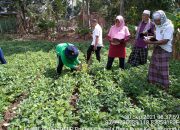 Program Sekolah Lapang, Hasil Panen Petani Kacang Tanah di NTB Meningkat