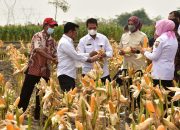 Panen Masih Berlangsung, Grobogan Siap Penuhi Kuota Jagung 30 Ribu Ton