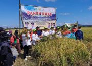 Petani Sidrap Panen Dua Kali Lipat