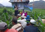 Petani Jagung di Bima Terbantu dengan Program Sekolah Lapang
