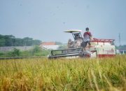 Puncak HPS-41 di Masa Pandemi, Momentum Kementan Buktikan Stok Produksi Pangan Aman