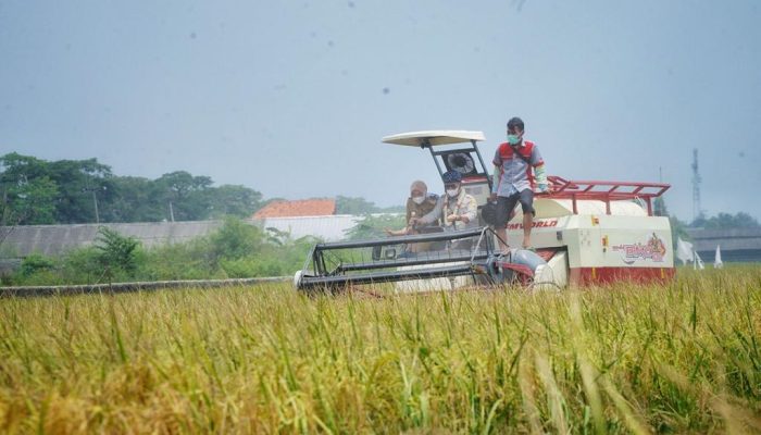 Puncak HPS-41 di Masa Pandemi, Momentum Kementan Buktikan Stok Produksi Pangan Aman