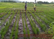 Efek Sekolah Lapang, Panen Petani NTT Melonjak Drastis