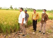 UPT Pertanian Kementan di Papua, Perkuat Pertanian dan Ekspor Daerah Perbatasan