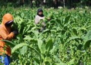 Ini Dia Dampak Industri Agro Bagi Perekonomian Nasional