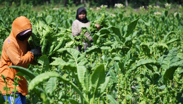 Ini Dia Dampak Industri Agro Bagi Perekonomian Nasional