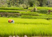 Komitmen Kementan Penuhi Kebutuhan Pangan Sepanjang Tahun 2023