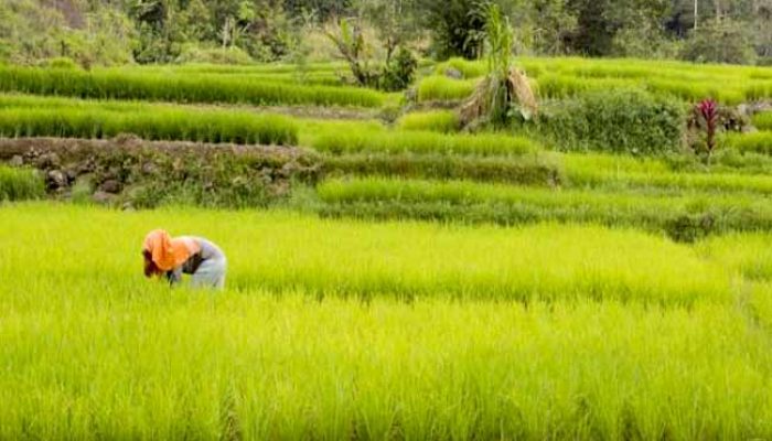 FGD HITI: Kebijakan Publik (termasuk Biosaka) Harus Berdasarkan Kajian Ilmiah