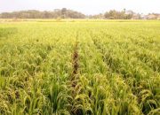 Adopsi Jajar Legowo, Produktivitas Petani di Daerah Irigasi Wae Bobo Meningkat