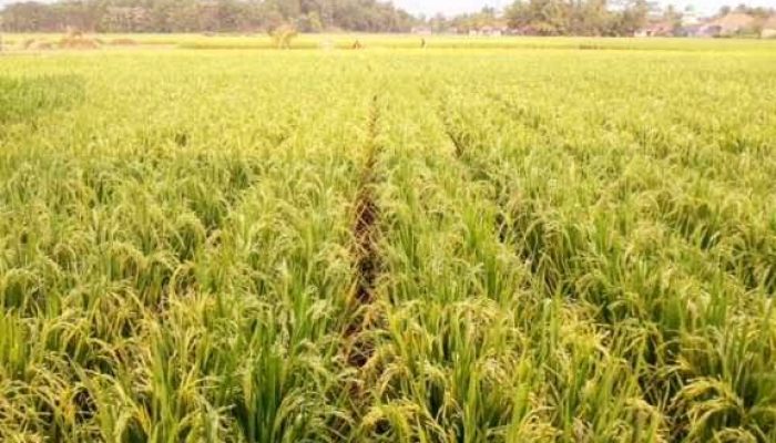 Uji Coba Sistem Jarwo 2:1 Sukses, Hasil Ubinan Petani Pasaman Naik Signifikan