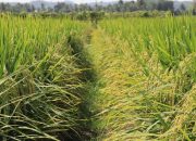 Sistem Tanam Jarwo Tingkatkan Produktivitas Petani Kubu Raya