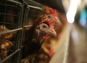 Mentan Pastikan Stok dan Pasokan Telur Ayam Cukup