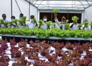 Mentan SYL Manfaatkan Teknologi Modern Produksi Sayuran di Soppeng