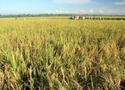 Kalsel Siap Tingkatkan Produksi Padi 2022