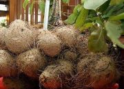 Perkuat Perekonomian, Kementan Populerkan Gadung Sebagai Pangan Alternatif