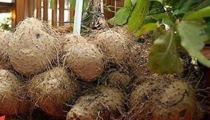 Perkuat Perekonomian, Kementan Populerkan Gadung Sebagai Pangan Alternatif