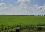 Persiapan Penyediaan Benih Dalam Rangka Mendukung Kegiatan Opip Tahun 2022