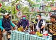 Kementan Dorong Tanam Anggur di Lahan Sempit Bisa Hasilkan Banyak Cuan