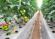 Berhasil Kolaborasikan Potensi Alam dan Teknologi, Poktan Macakal Tembus Pasar Ekspor