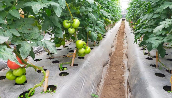 Berhasil Kolaborasikan Potensi Alam dan Teknologi, Poktan Macakal Tembus Pasar Ekspor