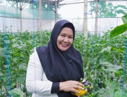 Berada di Sentra Paprika, Petani Milenial asal Pasuruan Tembus Pasar E-commerce