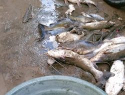 Diduga Akibat Limbah Pabrik, Ribuan Ikan Mati di Sungai Brantas