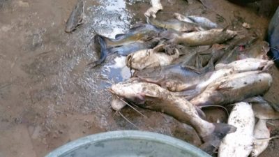Diduga Akibat Limbah Pabrik, Ribuan Ikan Mati di Sungai Brantas