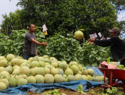 Berkat Program Kementan, Millenial Pelaihari Sukses kembangkan Budidaya Melon