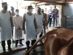 Antisipasi PMK, Kapolresta Sidoarjo Cek Suntikan dan Vaksinasi ke Kandang Peternak Sapi