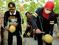 Gubernur Khofifah Apresiasi Budidaya Golden Melon di Bumi Perkemahan Pramuka Ngrowo Bening Edu Park Kota Madiun
