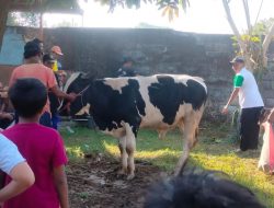 Semarak Idul Adha, Mushalla Nurul Hidayah Urangagung Sembelih 3 Ekor Sapi 7 Kambing