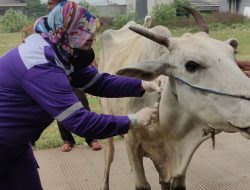 Gerak Cepat Tangani PMK, Kementan Gelar Pelatihan Penanggulangan