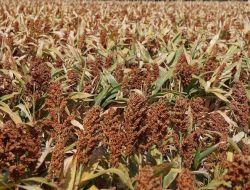 Presiden Jokowi Minta Jajarannya Siapkan Peta Jalan Produksi dan Hilirisasi Sorgum