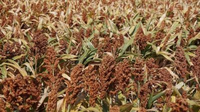 Presiden Jokowi Minta Jajarannya Siapkan Peta Jalan Produksi dan Hilirisasi Sorgum