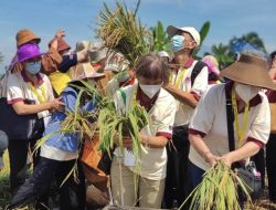 Para Biksu Kagum dengan Padi Organik Magelang