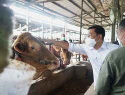 Jelang Akhir Tahun, Badan Pangan Nasional jaga Harga Daging Sapi tetap Stabil