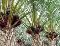 Per Hari Ini, Pemerintah Lanjutkan Kebijakan Pungutan Ekspor US$0/MT